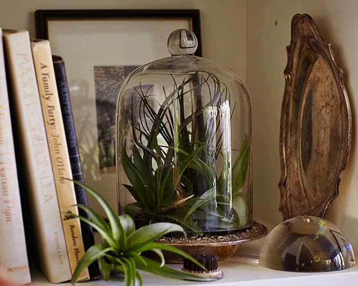 air plants tillandsias under cloche l Gardenista
