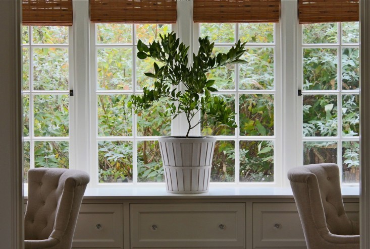 citrus tree indoors l Gardenista