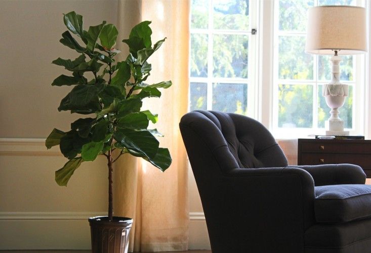 I just purchased this very plant from Sheridan Nurseries yesterday - it looks so gorgeous on my staircase at home. It's really quite sculptural and looks beautiful with the dappled light on it from the skylight above (dappled because it's currently nearly all covered in snow).